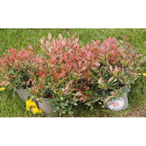 85 - Photinia -5