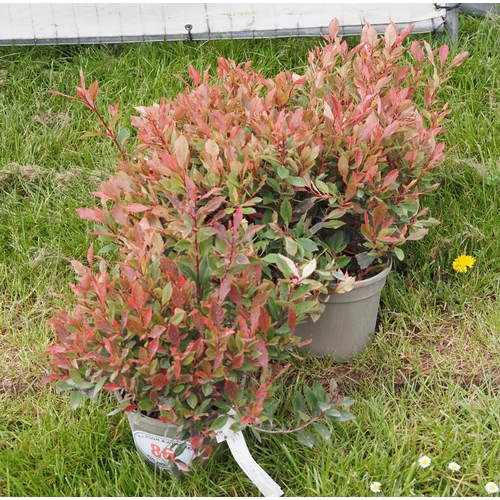 86 - Photinia -5