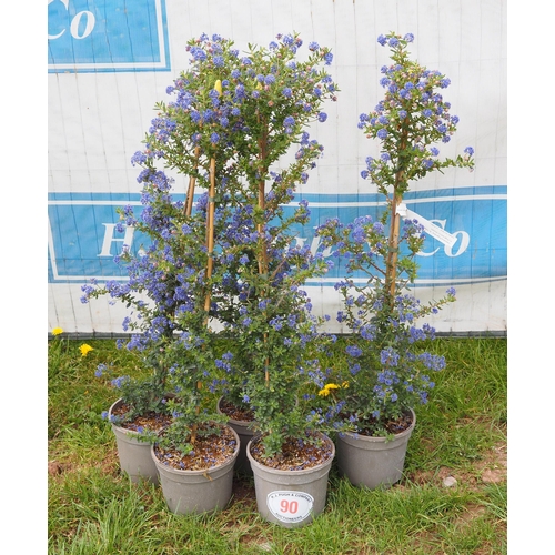 90 - Ceanothus -5