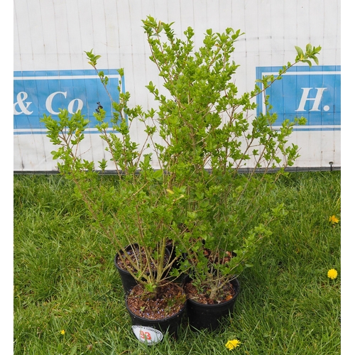 93 - Ligustrum -5