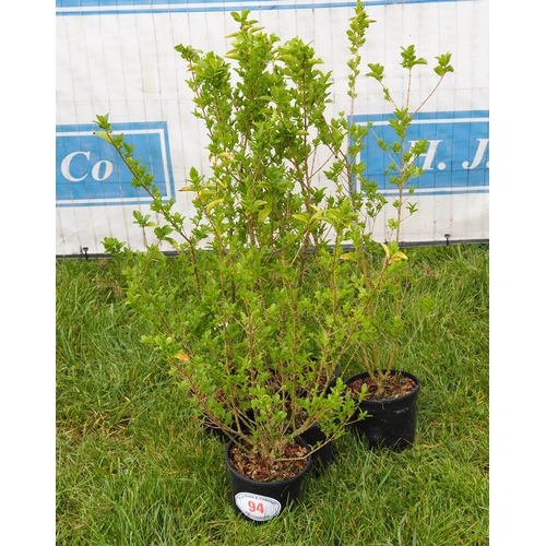 94 - Ligustrum -5