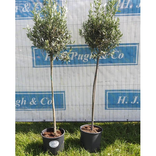 2017 - Olive trees 6ft -2
