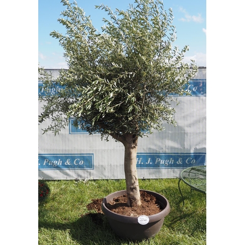 2046 - Specimen olive tree 10ft
