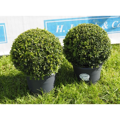 2064 - Box ball plants -2