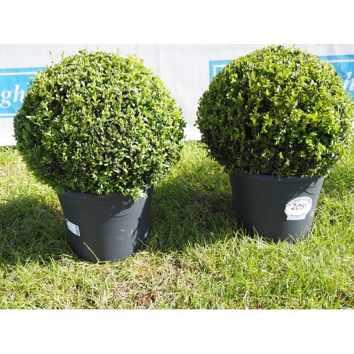 2081 - Box ball plants -2