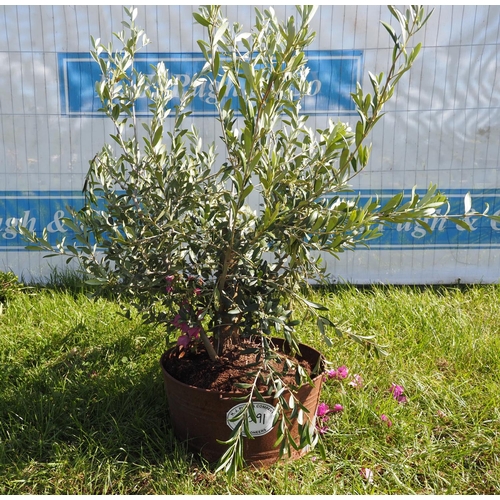 2091 - Olive in galvanised planter 3ft