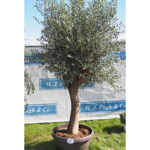 2095 - Specimen olive tree 8ft