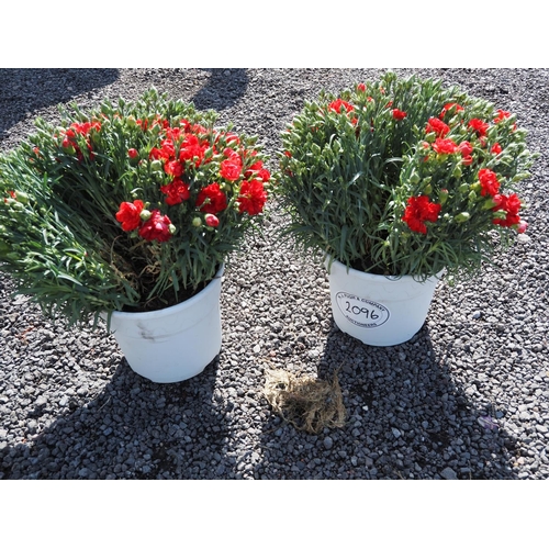 2096 - Dianthus red -2