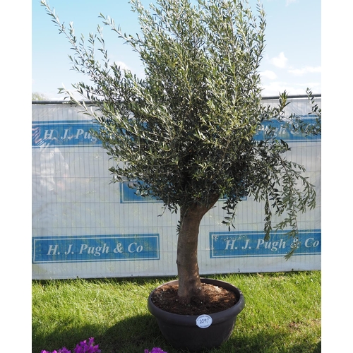 2097 - Specimen olive tree 8ft