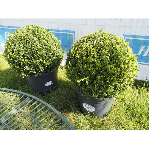 2100 - Box ball plants -2