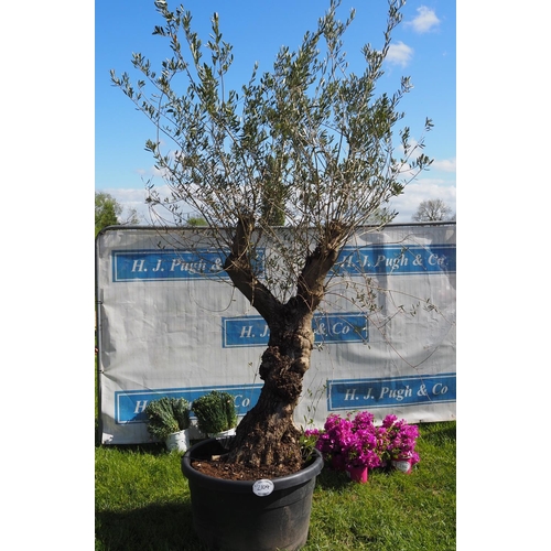 2104 - Specimen olive tree tree 10ft