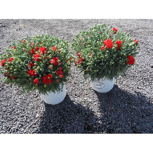 2105 - Dianthus red -2