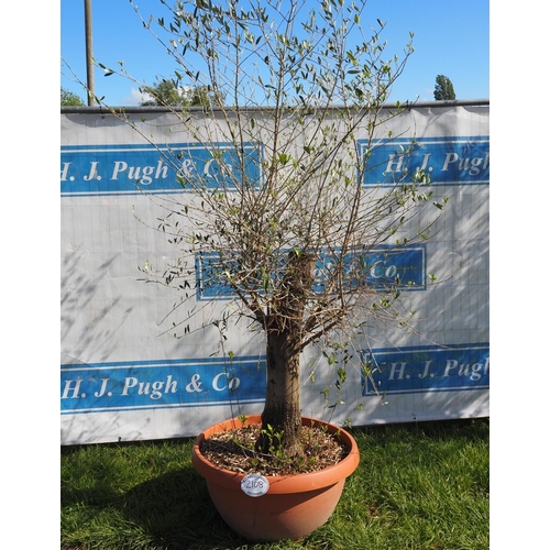 2108 - Specimen olive tree 6ft