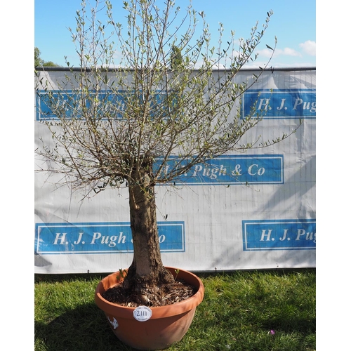 2111 - Specimen olive tree 6ft