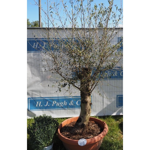 2113 - Specimen olive tree 7ft