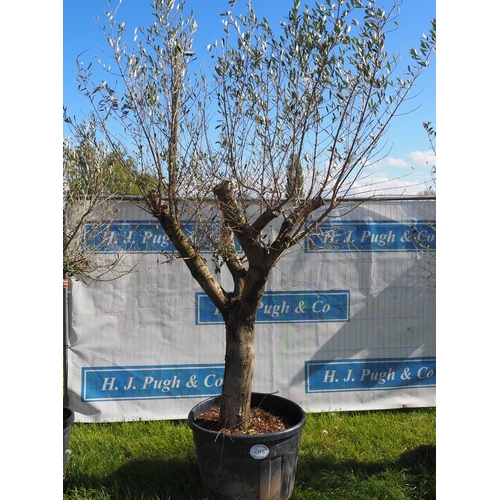 2115 - Specimen olive tree 10ft