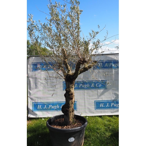 2118 - Specimen olive tree 8ft