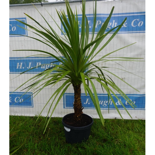 2122 - Cordyline Australis