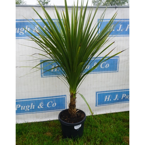 2123 - Cordyline Australis