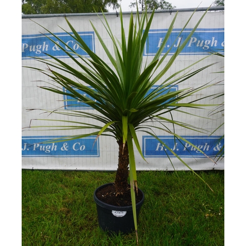 2125 - Cordyline Australis