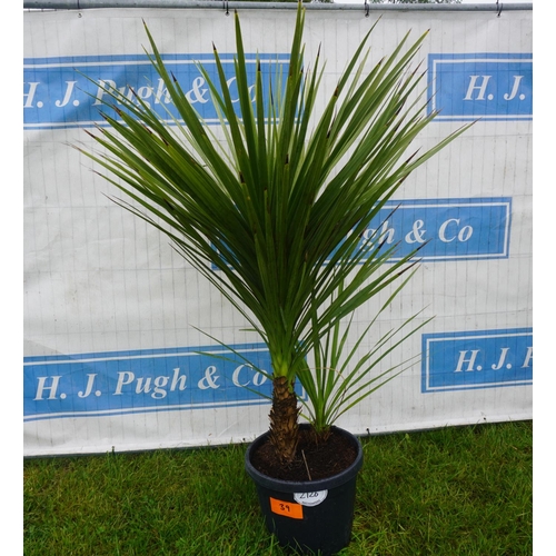 2126 - Cordyline Australis