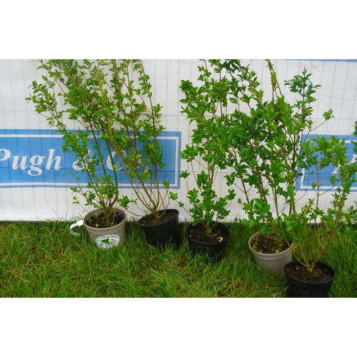 2142 - Ligustrum -5