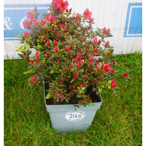 2168 - Azalea Japonica red