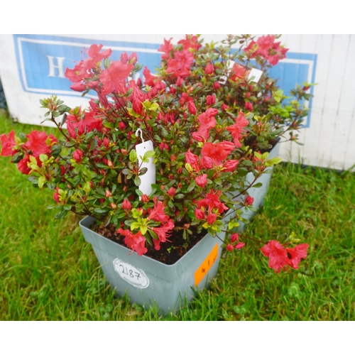 2187 - Azalea japonica -2