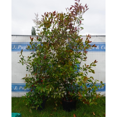 2194 - Photinia 8ft -2