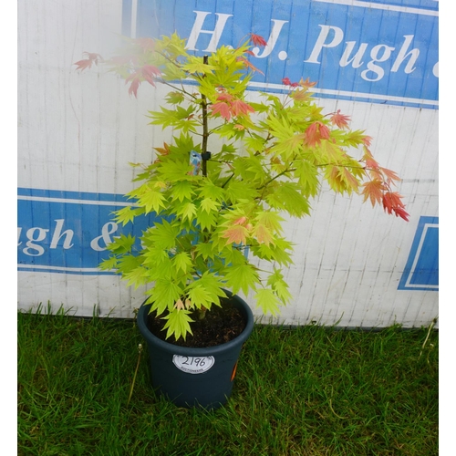 2196 - Acer Moonrise