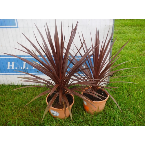 2200 - Cordyline -2