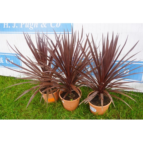 2201 - Cordyline -3