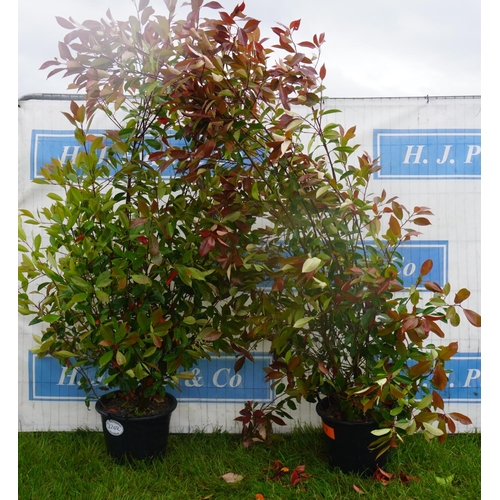 2202 - Photinia 8ft -2