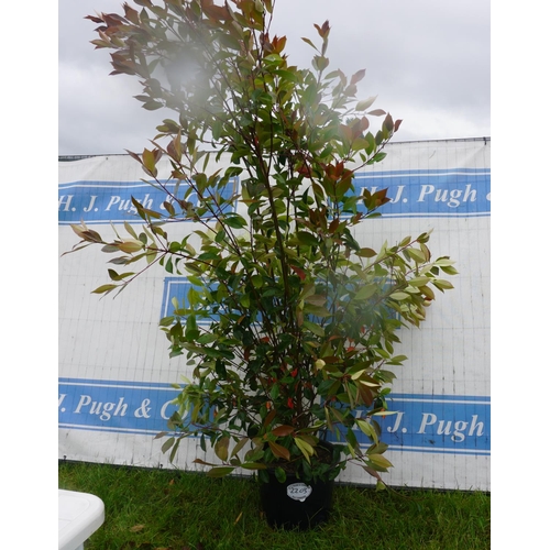 2203 - Photinia 8ft