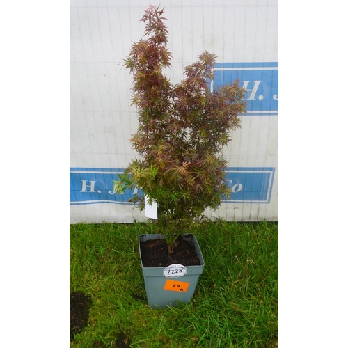 2228 - Acer palmatum