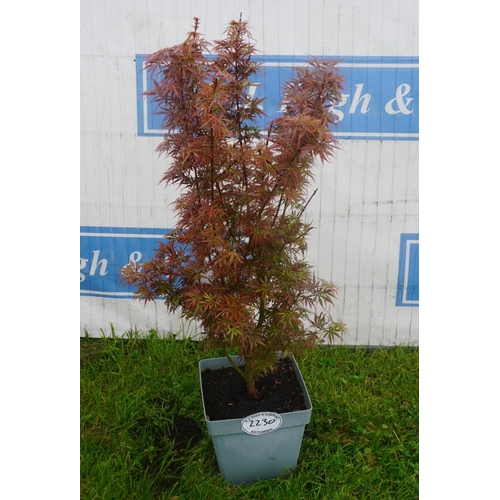 2230 - Acer palmatum