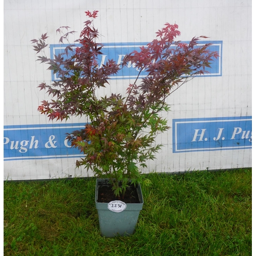 2231 - Acer palmatum