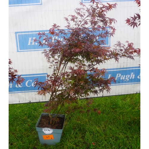 2234 - Acer palmatum