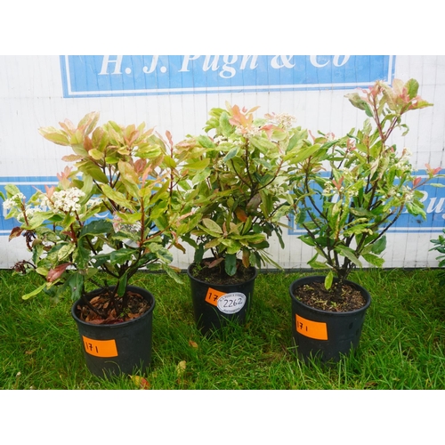 2262 - Photinia -3