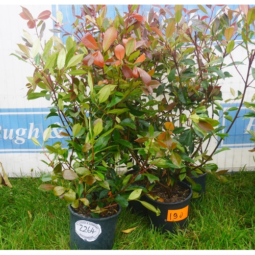 2264 - Photinia -5