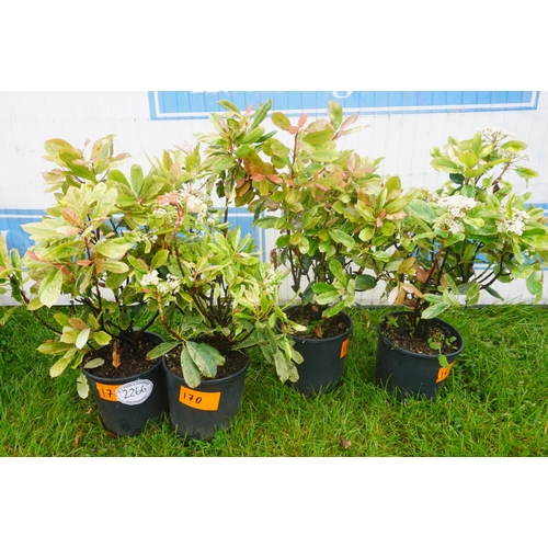 2266 - Photinia -4