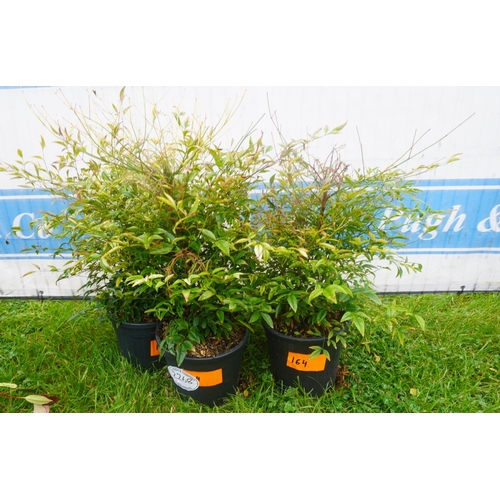 2268 - Nandina -3