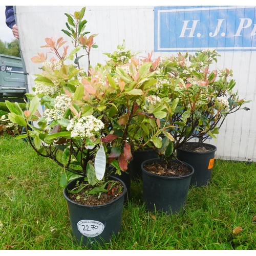 2270 - Photinia -5