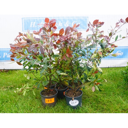 2271 - Photinia -4