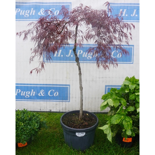 2273 - Acer