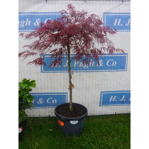 2275 - Acer