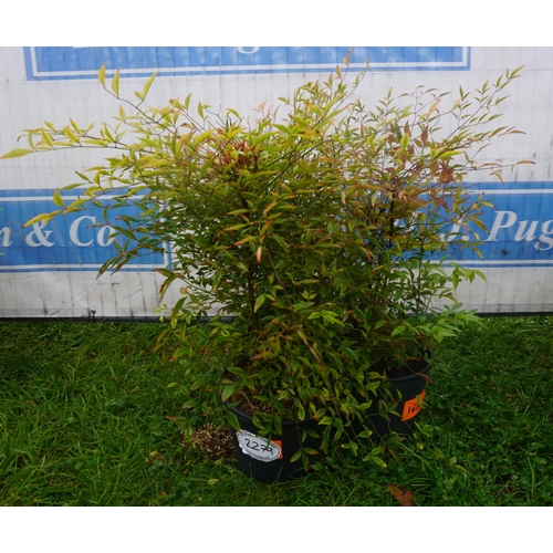 2279 - Nandina -3