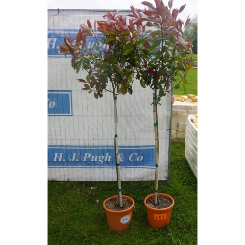 2289 - Photinia -2