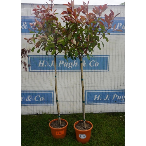 2290 - Photinia -2