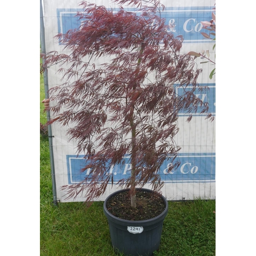 2291 - Acer palm diss